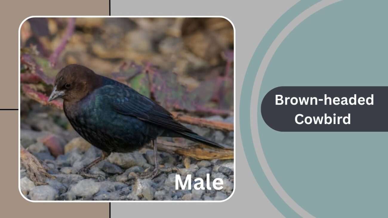 Brown-headed Cowbird
