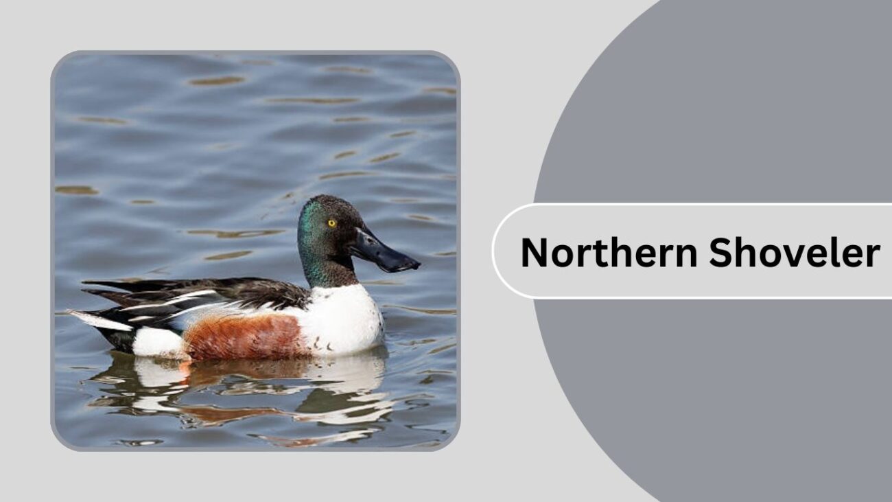 Northern Shoveler