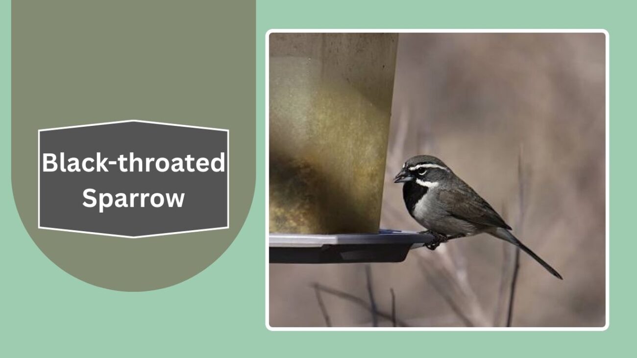 Black-throated Sparrow