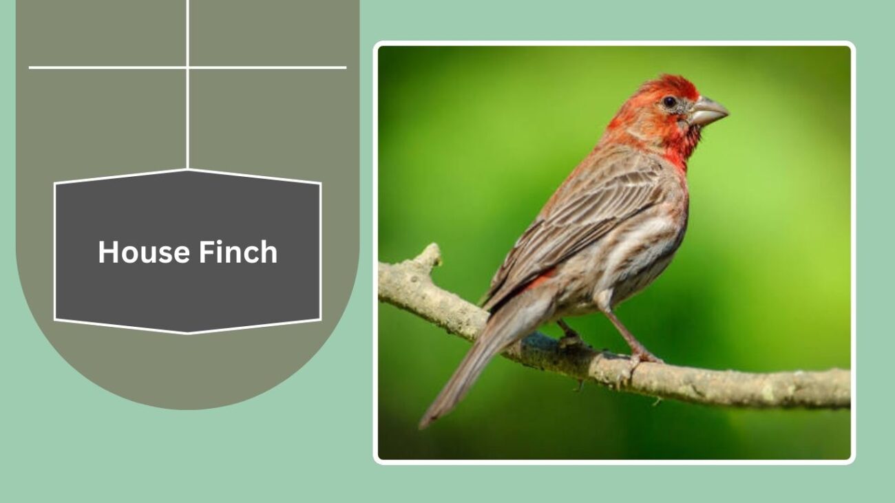 House Finch