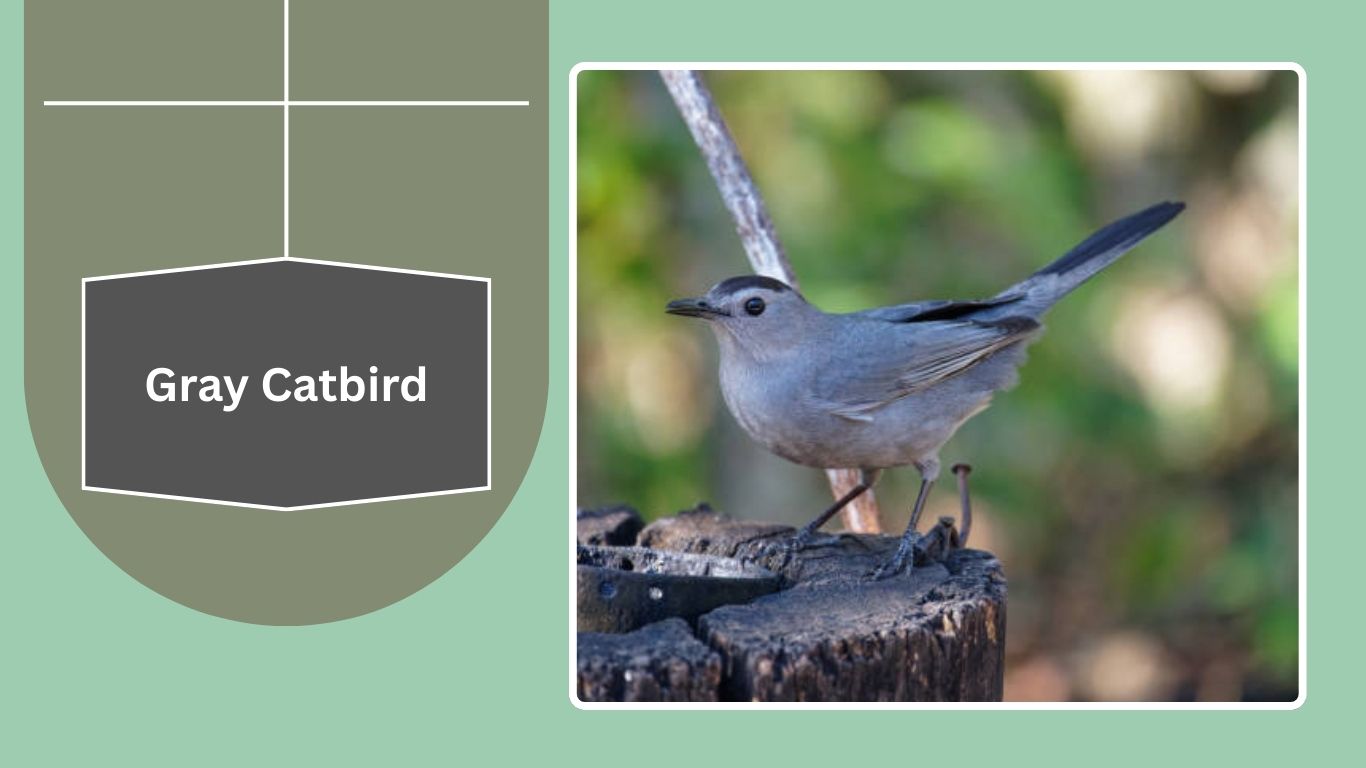 10 Gray Birds that look like Blue Jays (ID with Pictures) – Trtopten