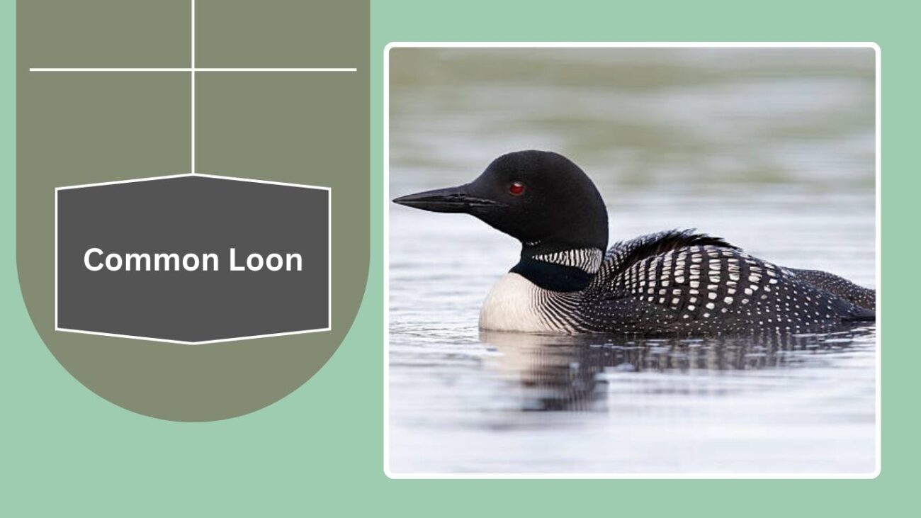 Common Loon