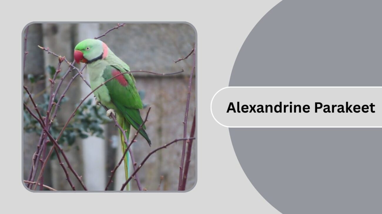 Alexandrine Parakeet