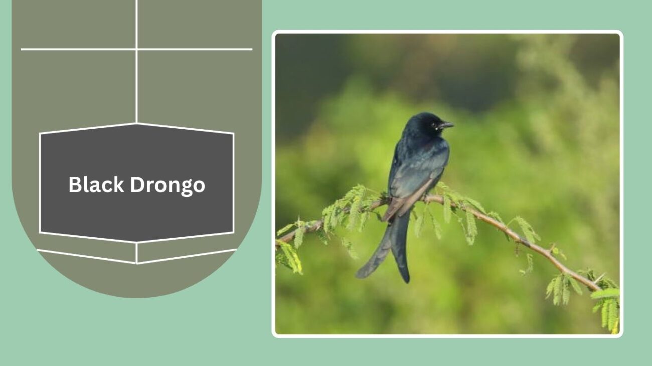 Black Drongo
