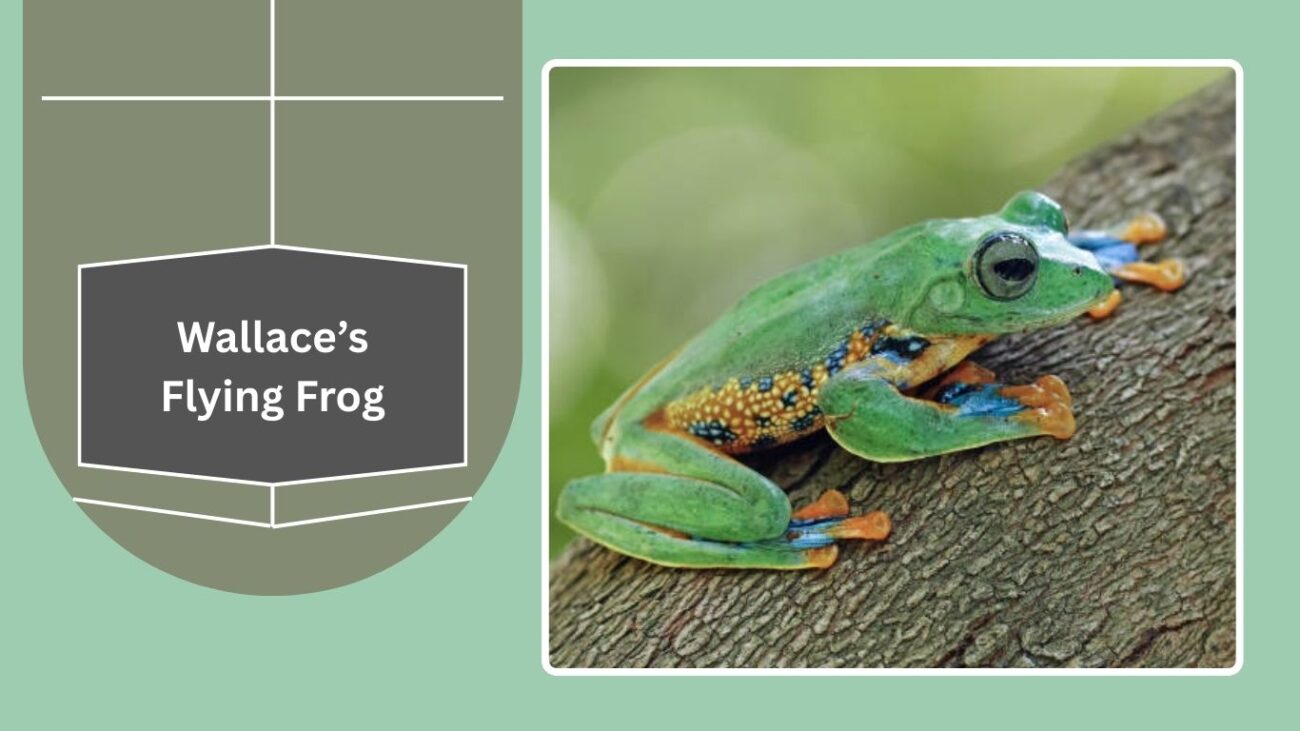 Wallace’s Flying Frog
