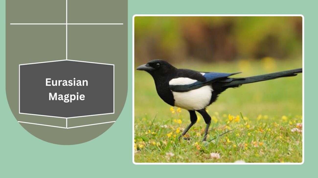 Eurasian Magpie