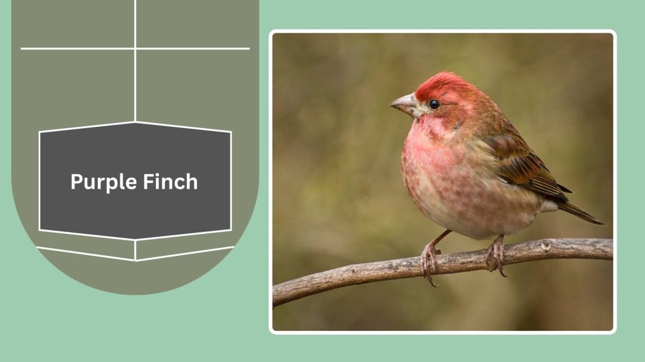 Purple Finch