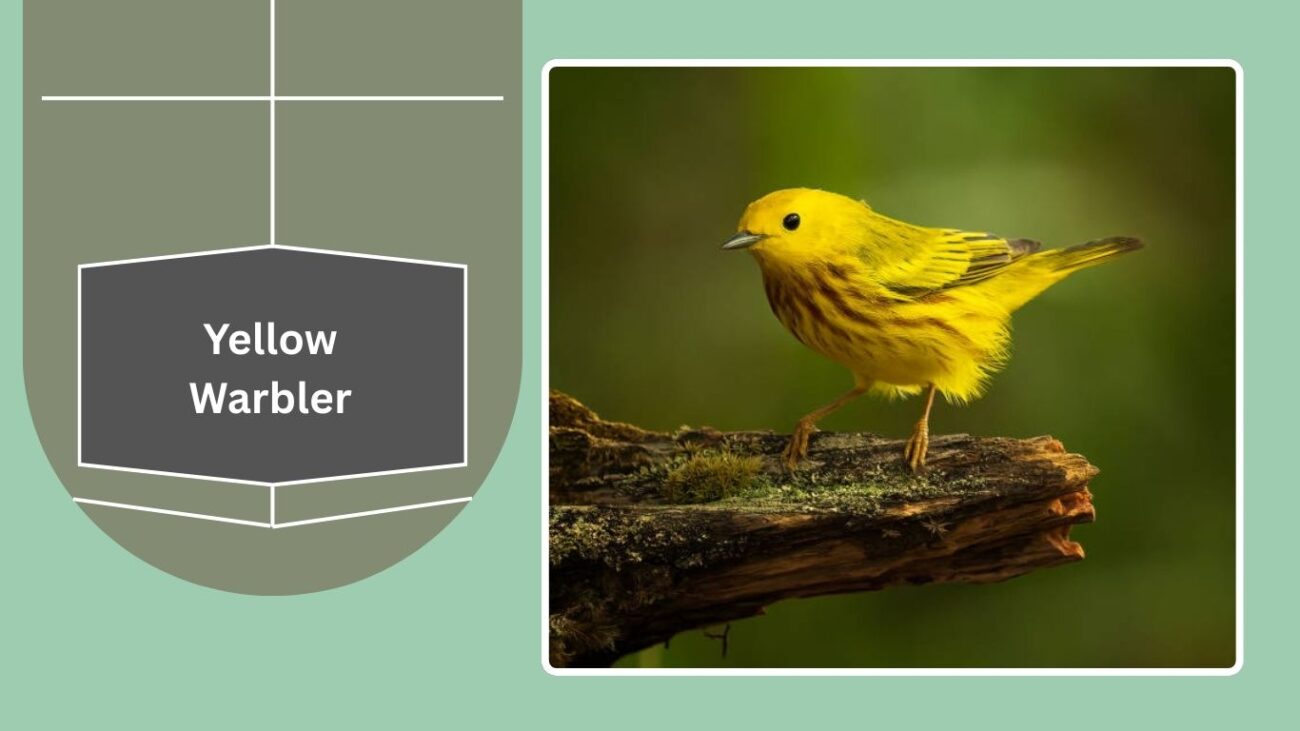 Yellow Warbler