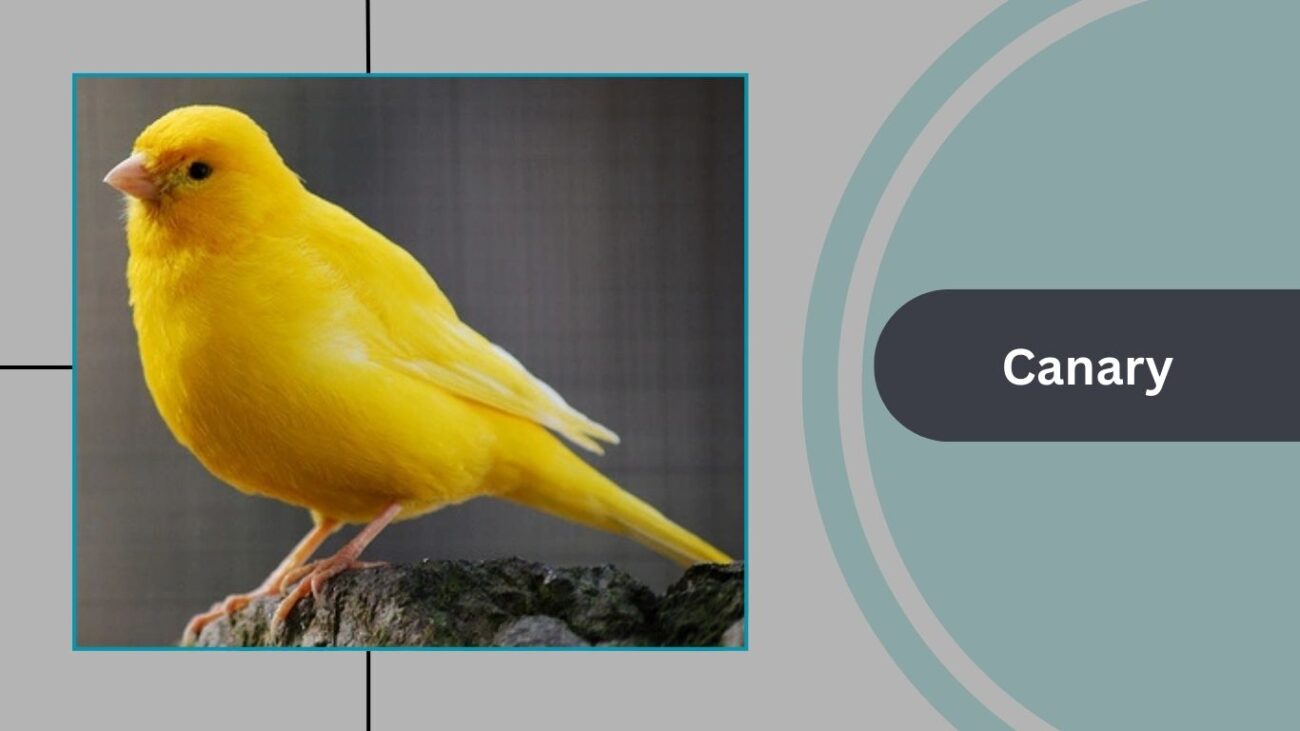 Canary