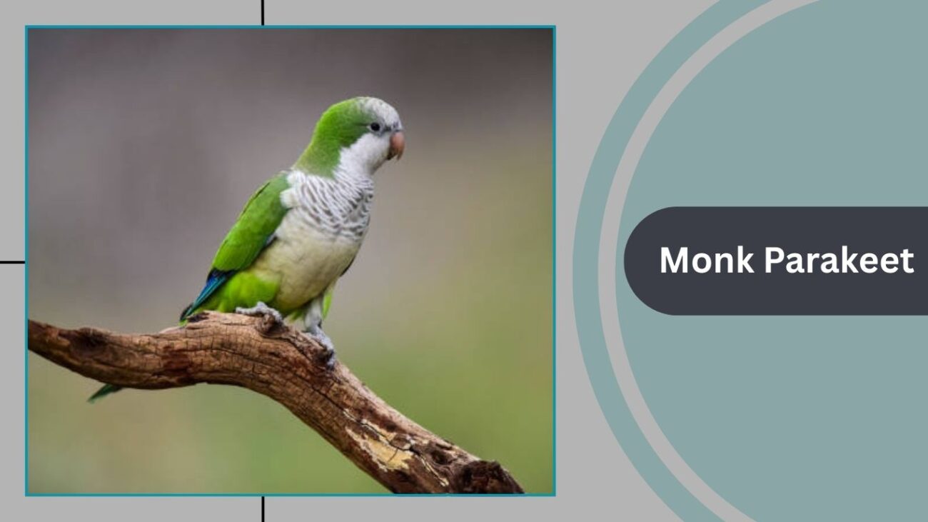 Monk Parakeet (Quaker Parrot)