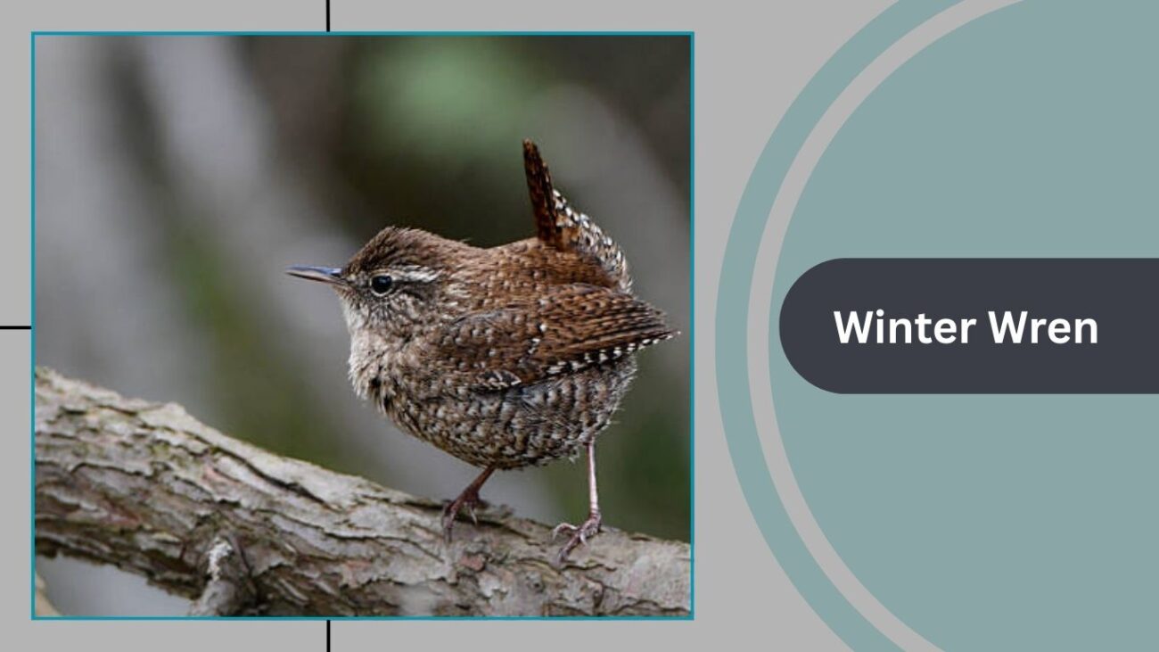 Winter Wren