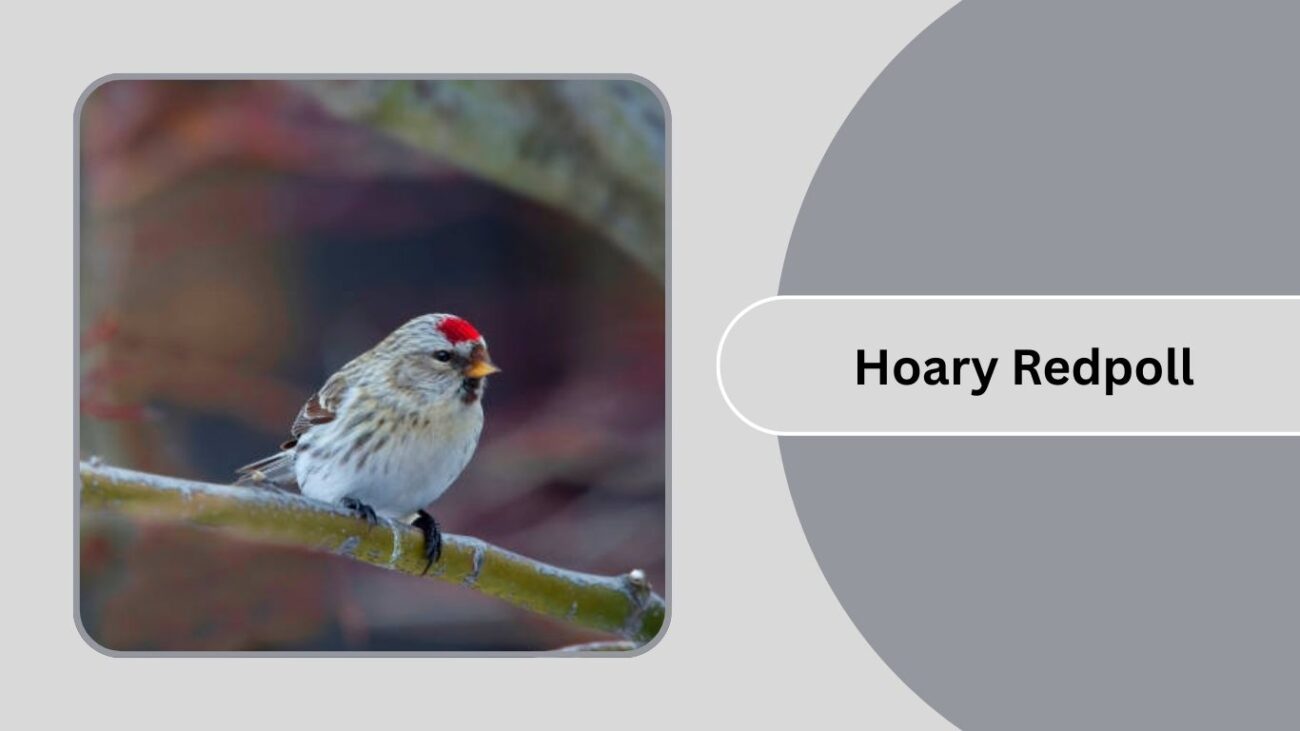 Hoary Redpoll