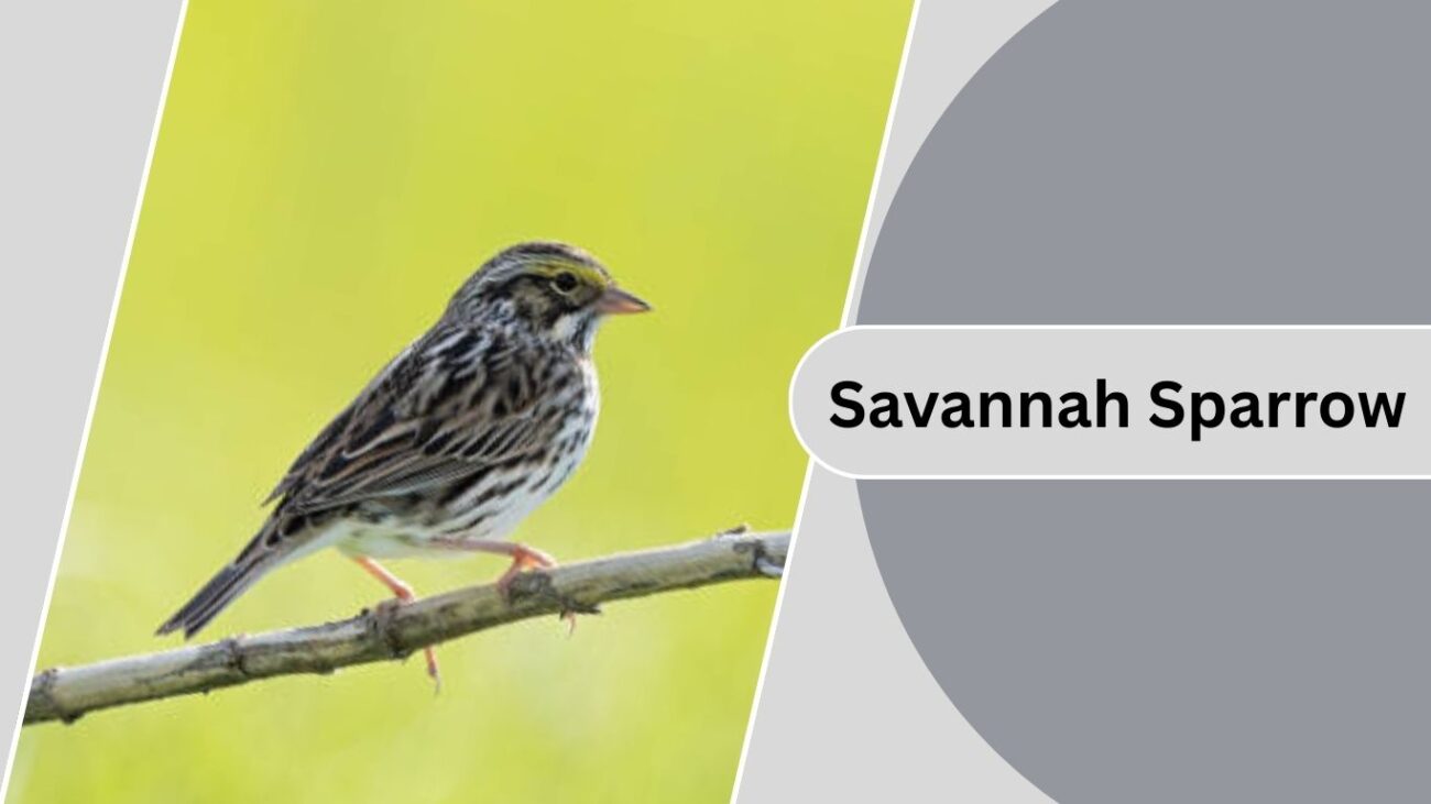 Savannah Sparrow