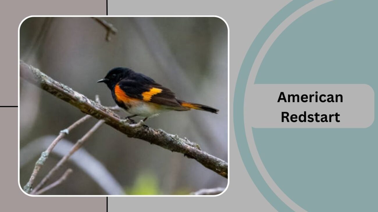 American Redstart