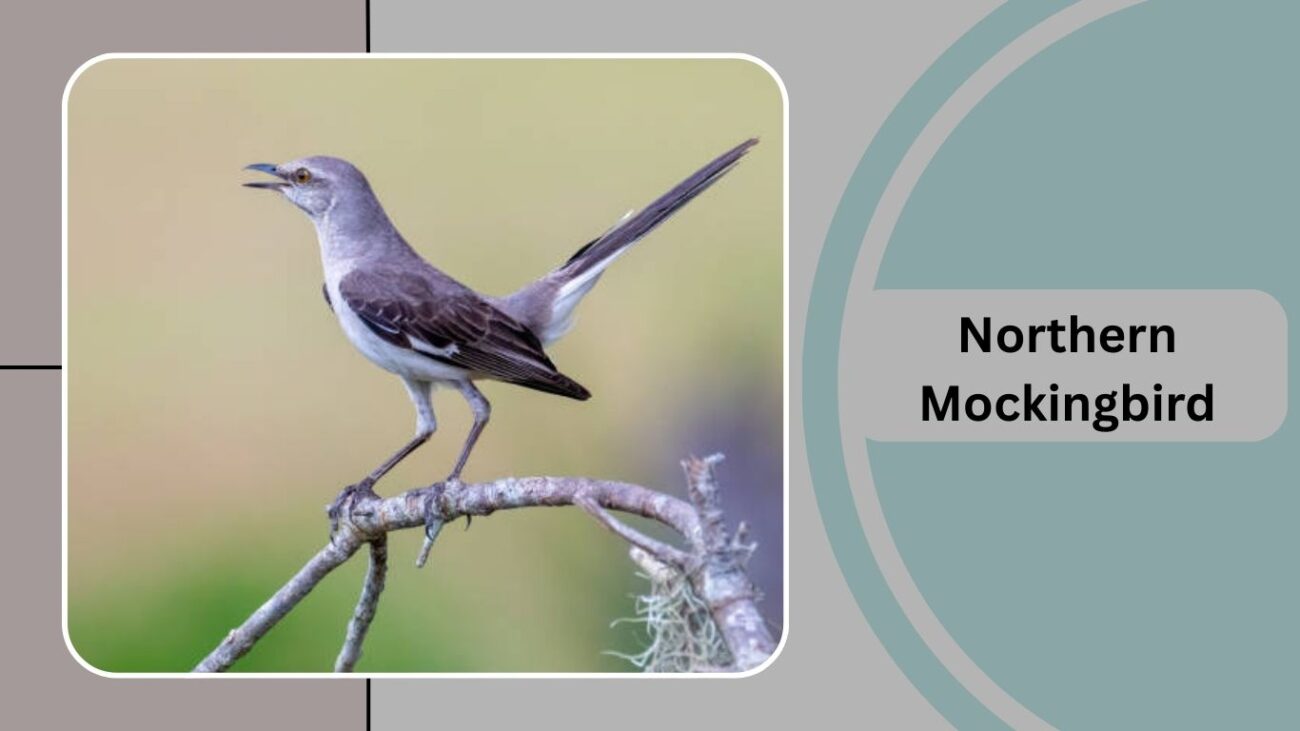 Northern Mockingbird