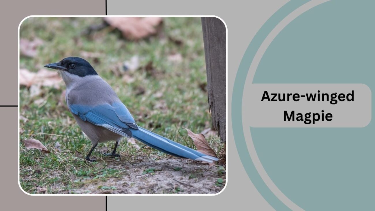 Azure-winged Magpie