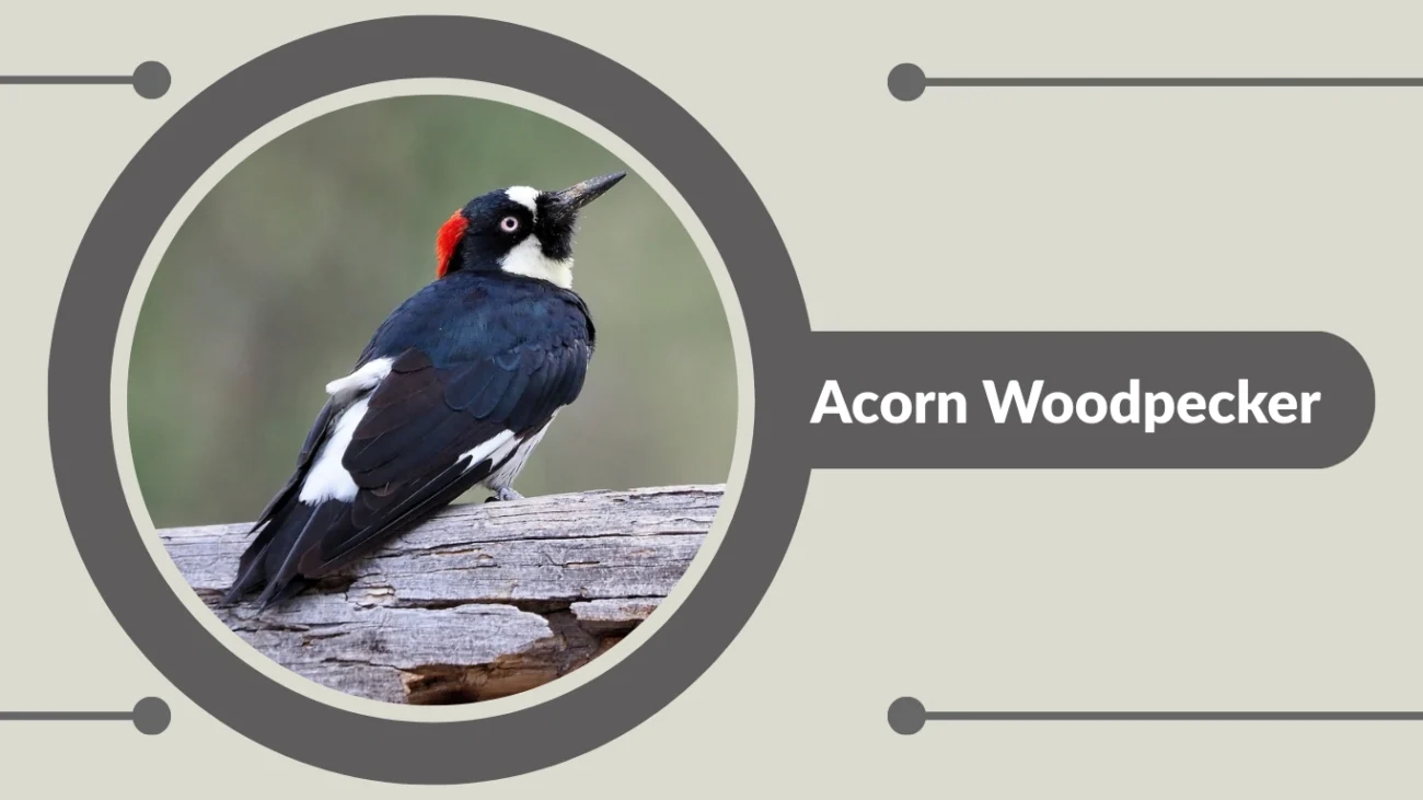 Acorn Woodpecker