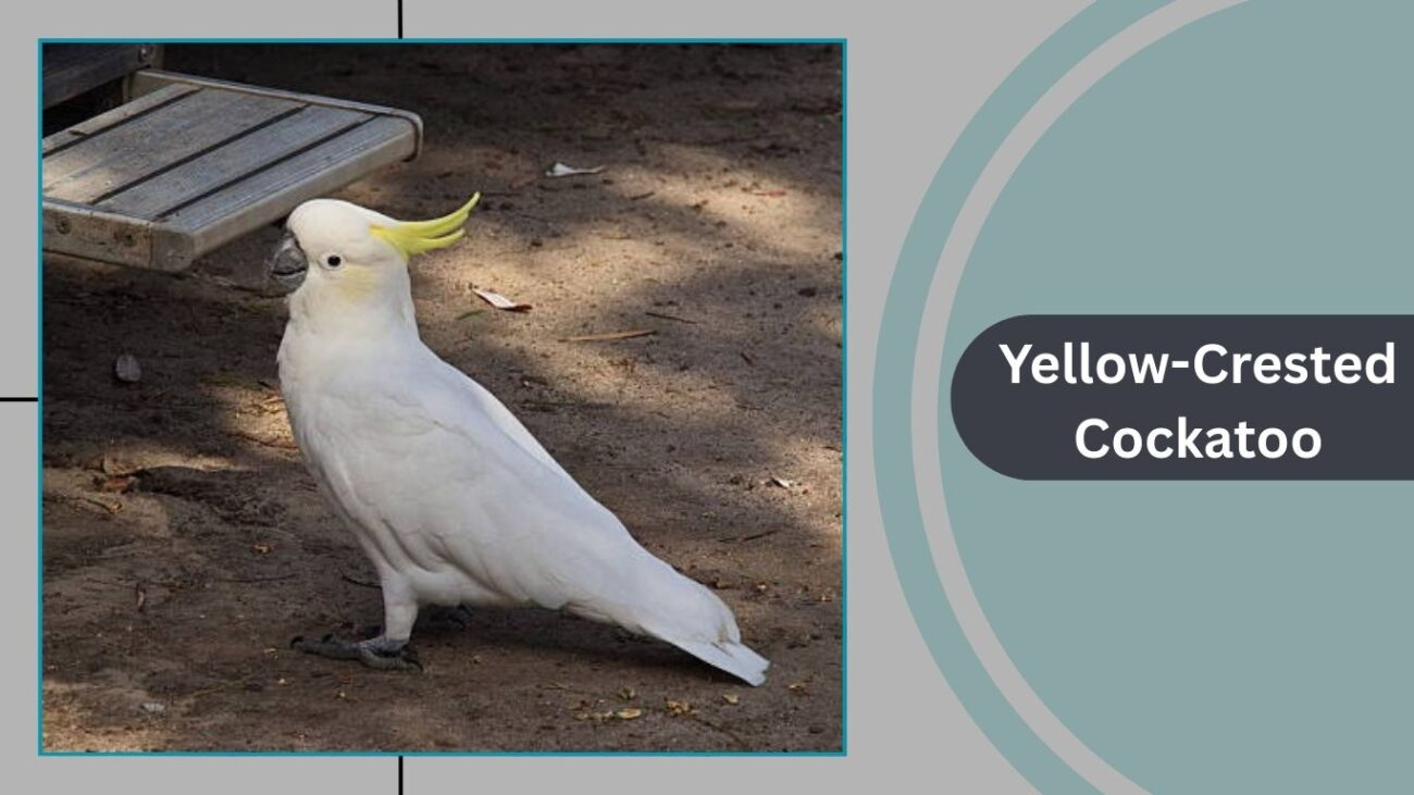 Yellow-Crested Cockatoo