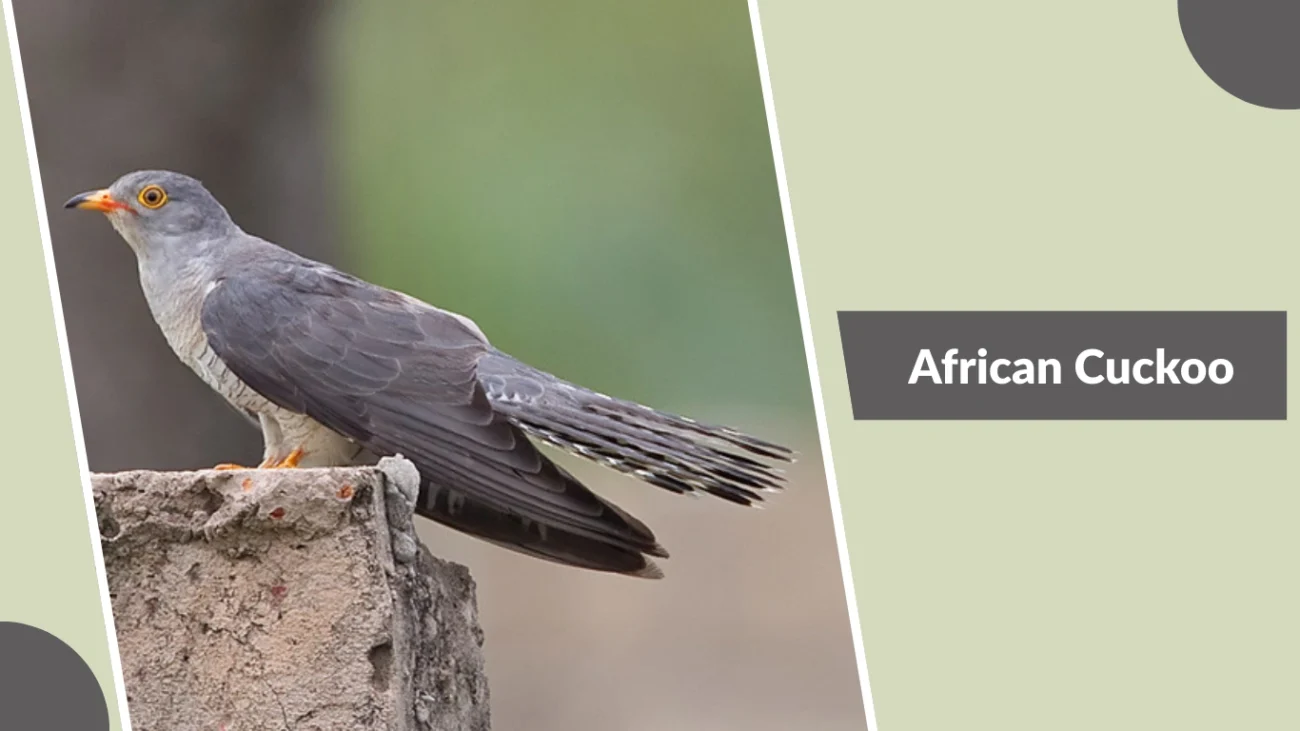 African Cuckoo