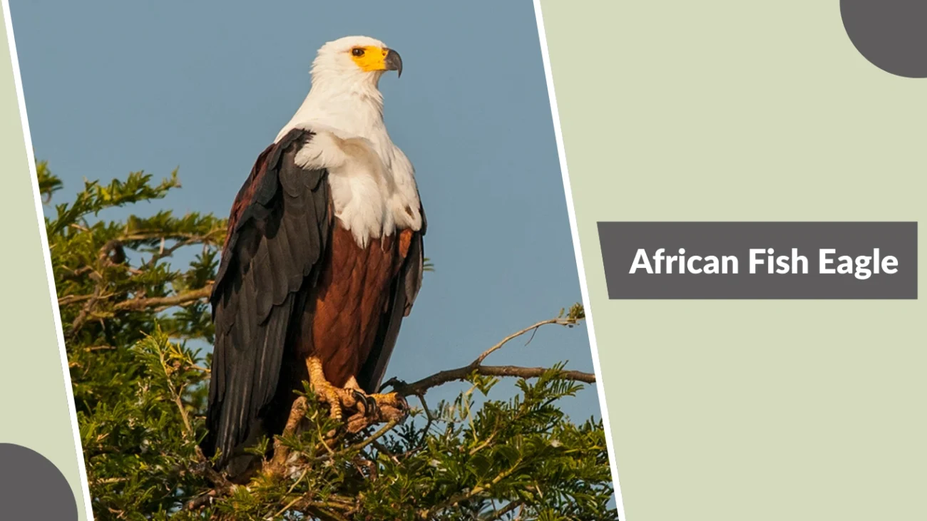 African Fish Eagle