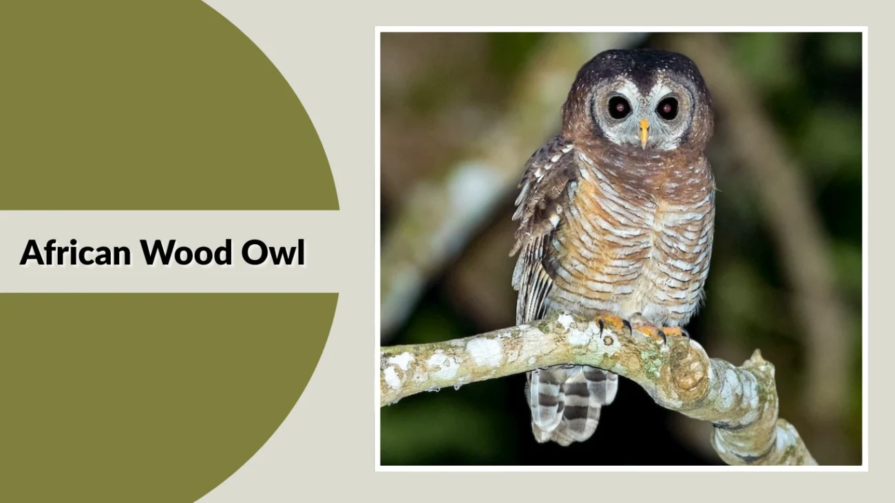 African Wood Owl