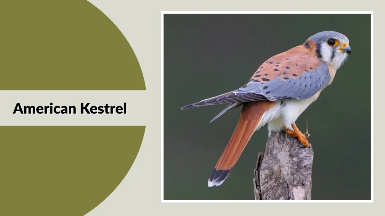 American Kestrel