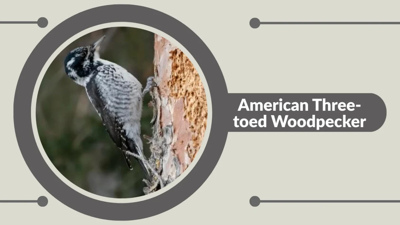 American Three-toed Woodpecker