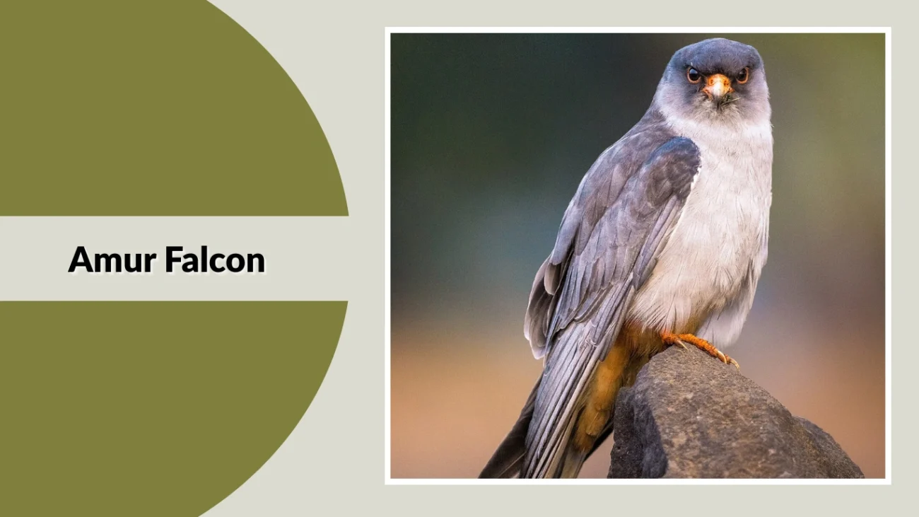 Amur Falcon