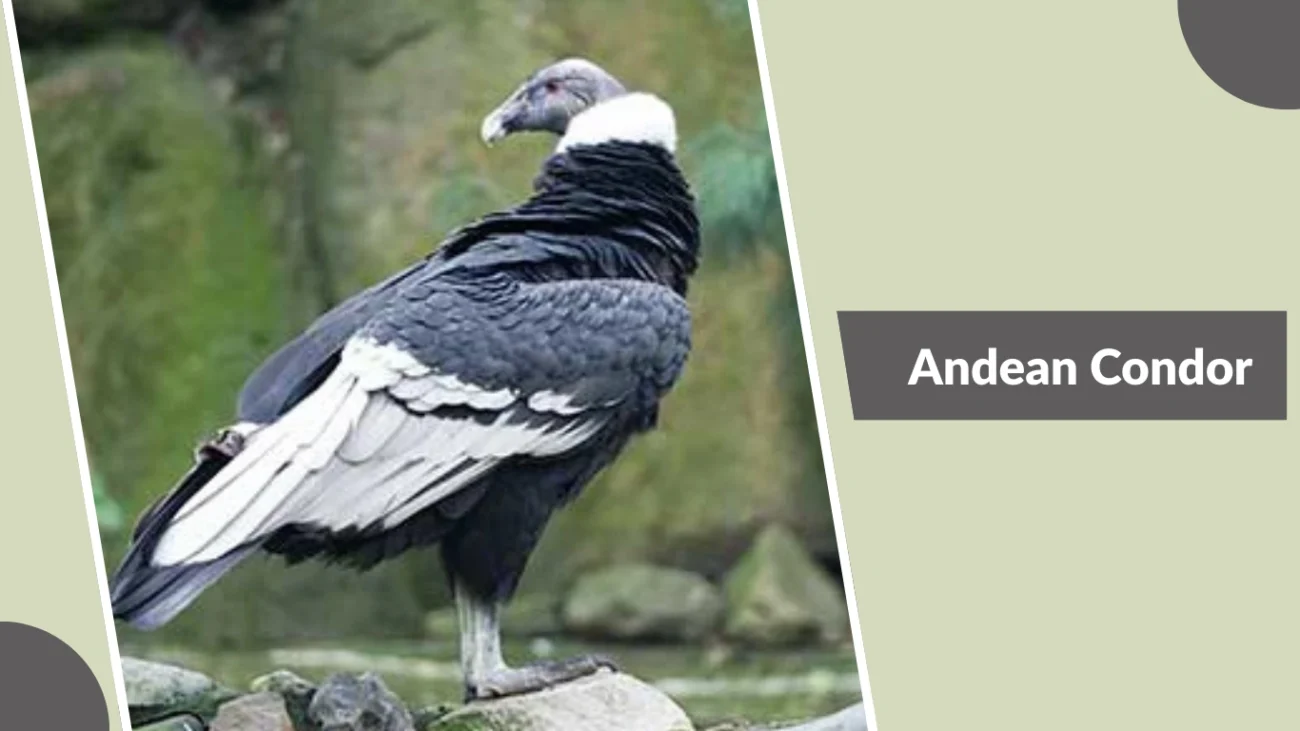 Andean Condor