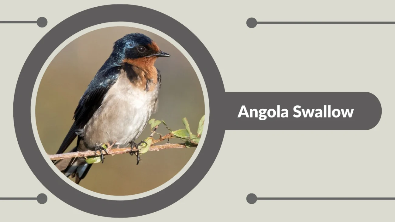 Angola Swallow