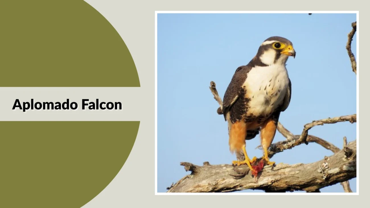Aplomado Falcon
