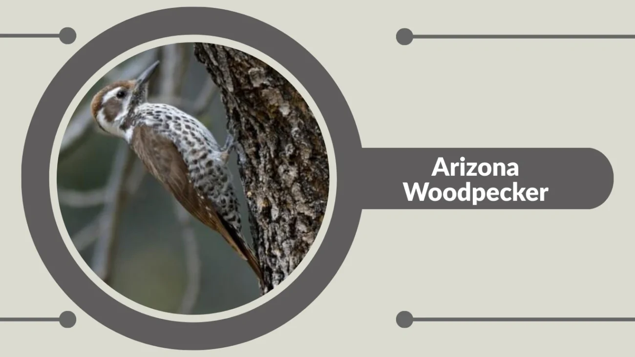 Arizona Woodpecker