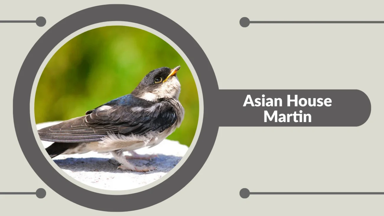 Asian House Martin
