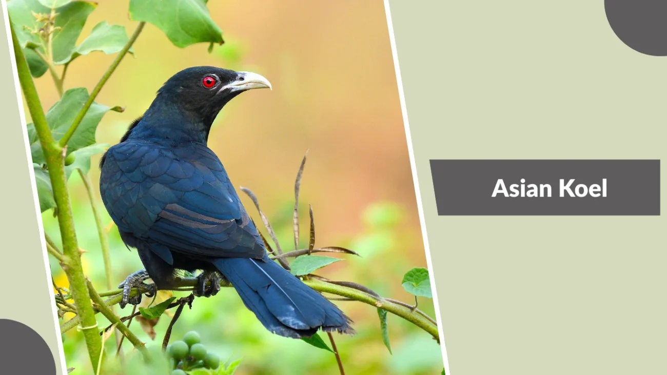 Asian Koel