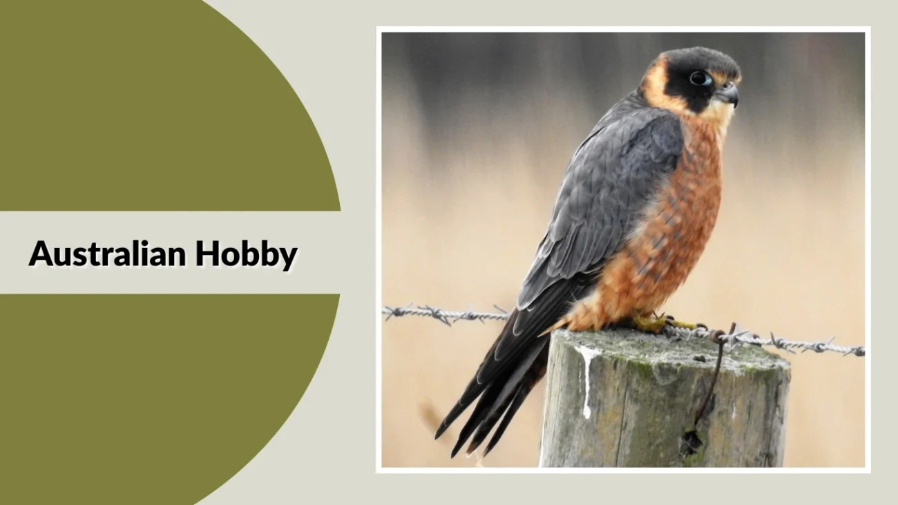 Australian Hobby