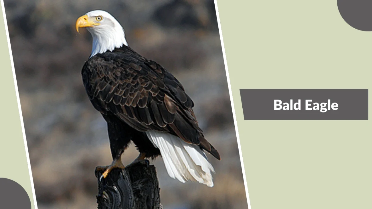 Bald Eagle