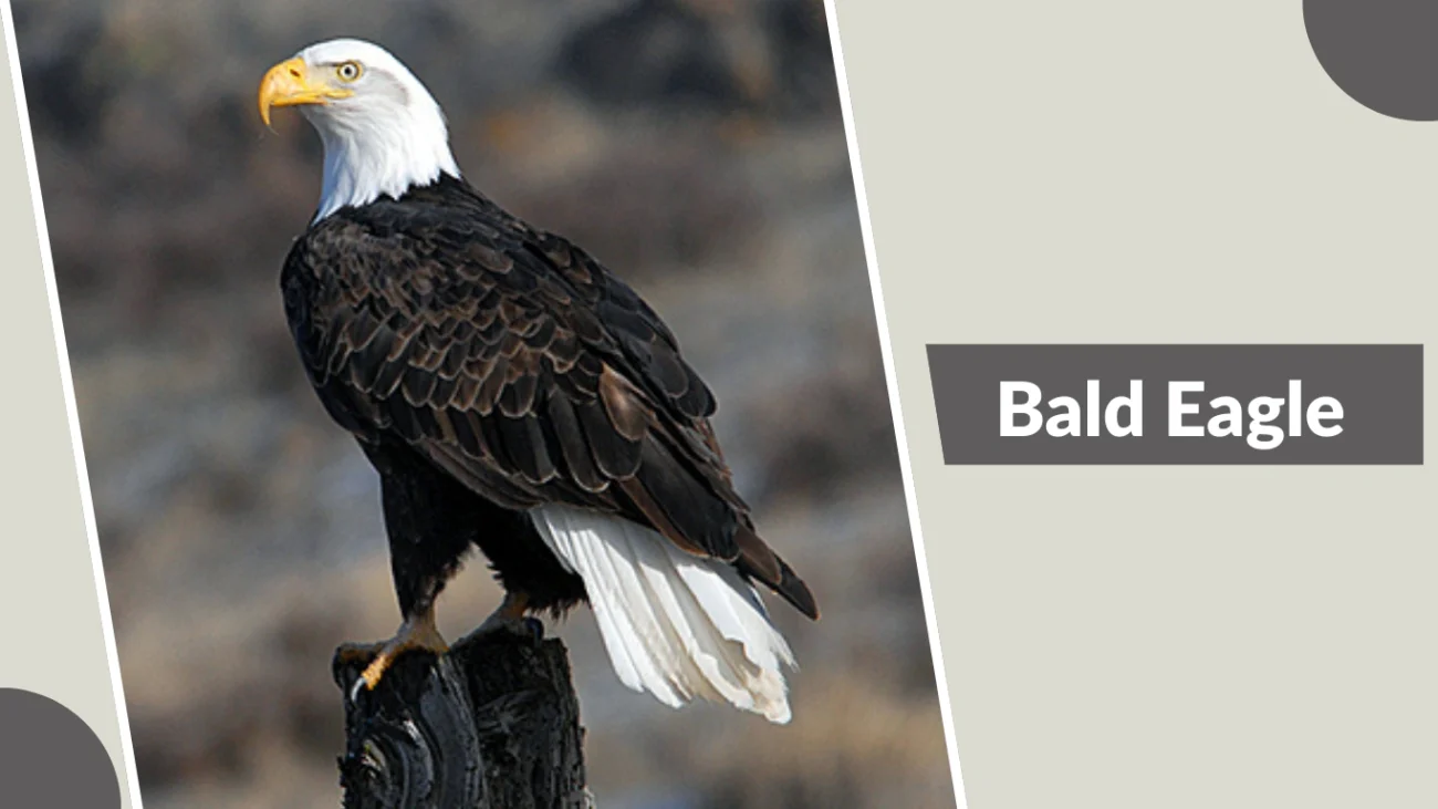 Bald Eagle