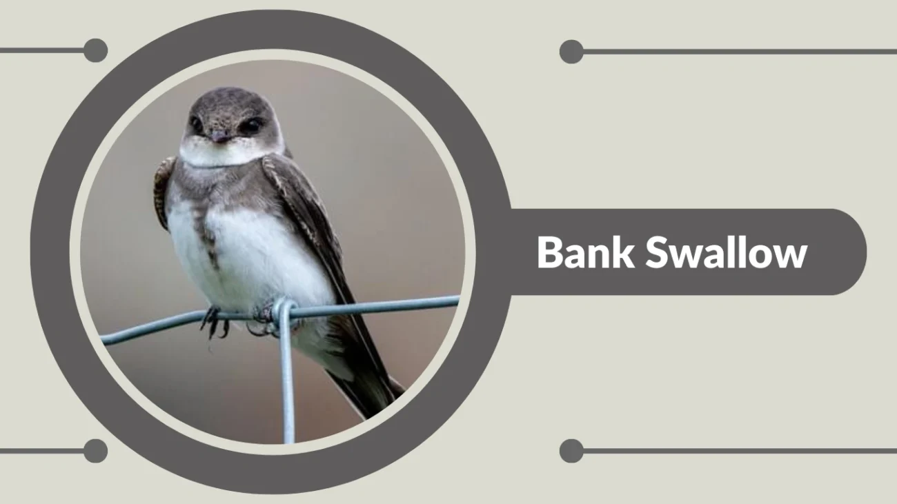 Bank Swallow
