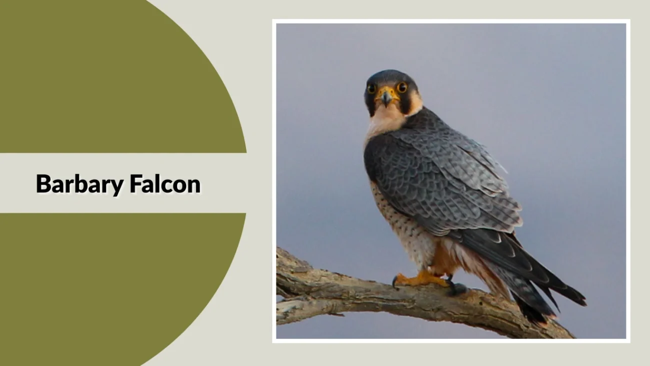 Barbary Falcon