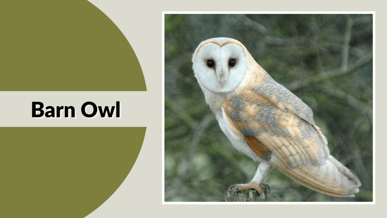 Barn Owl