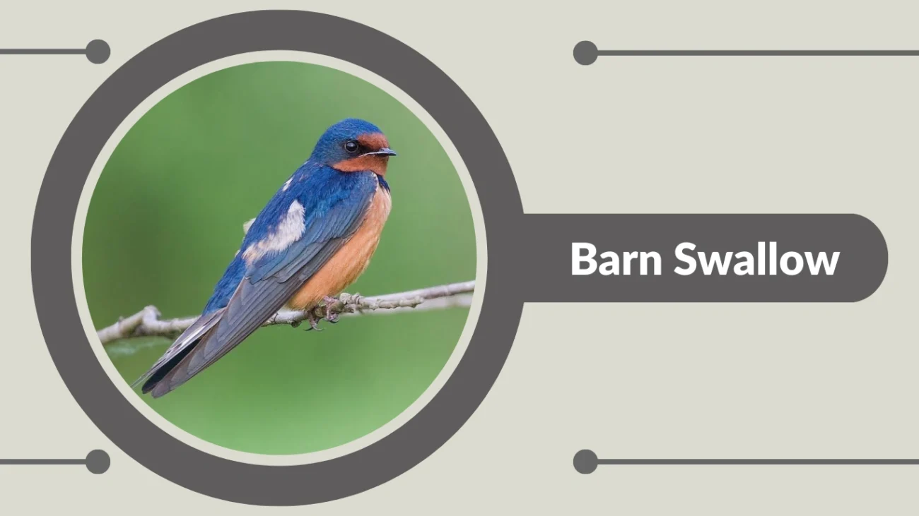 Barn Swallow