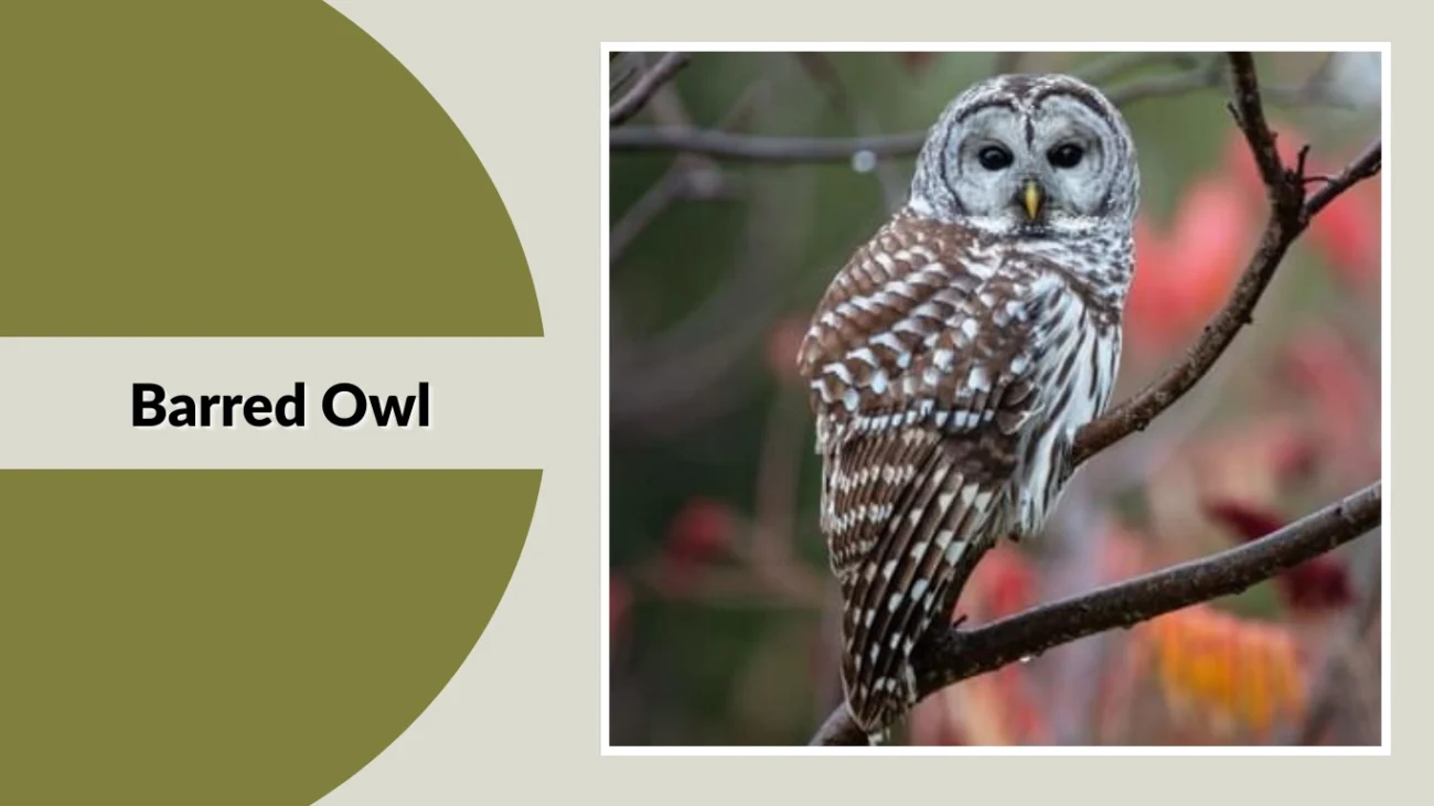 Barred Owl