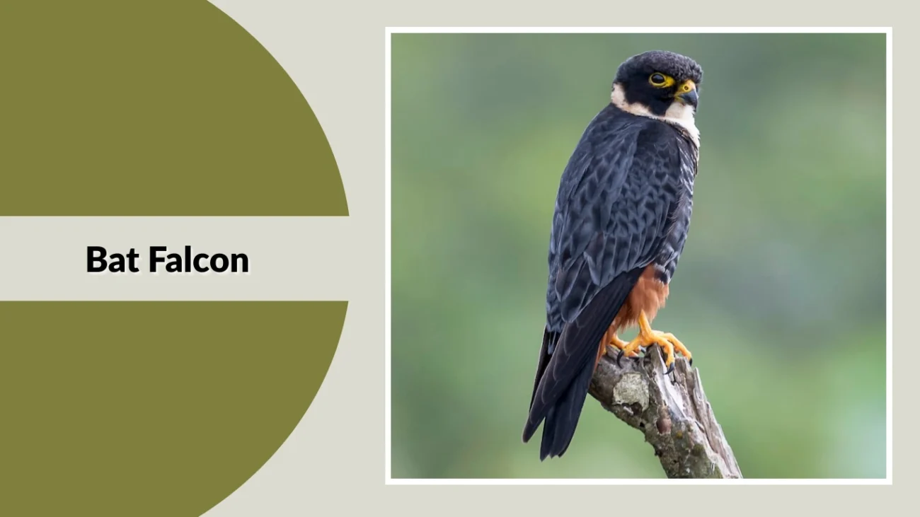 Bat Falcon