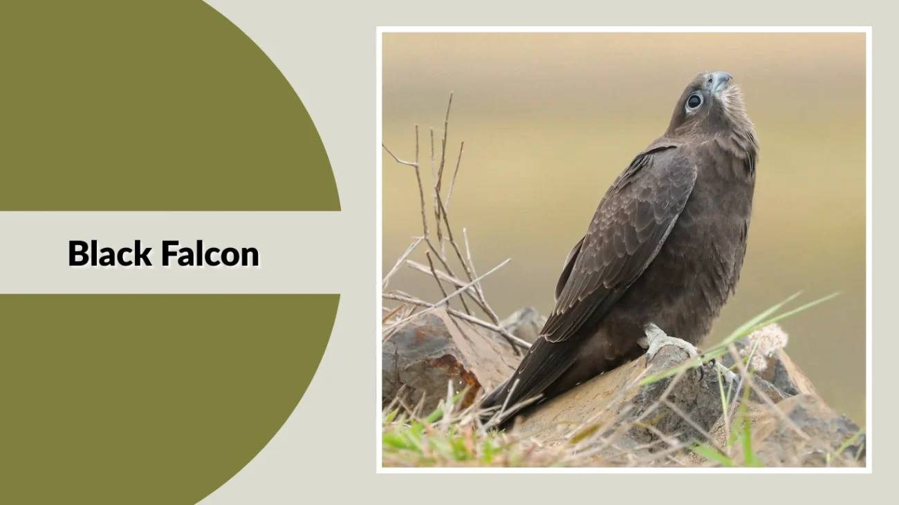 Black Falcon