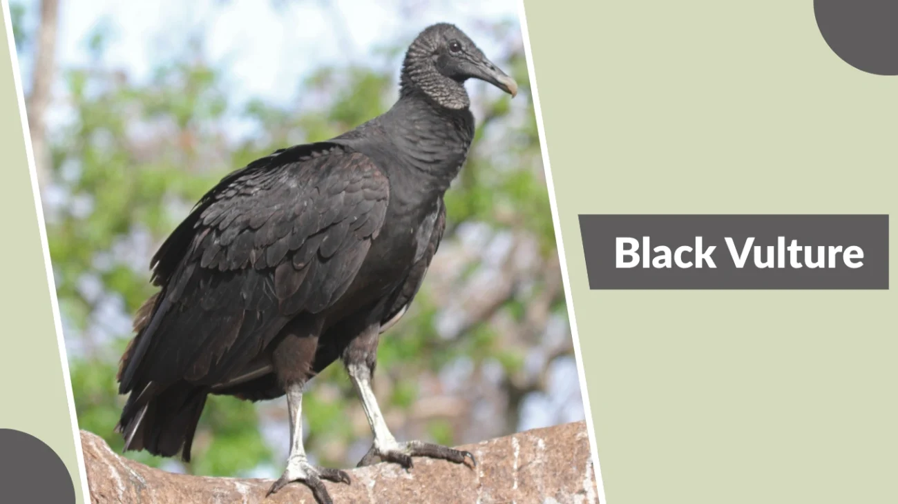 Black Vulture