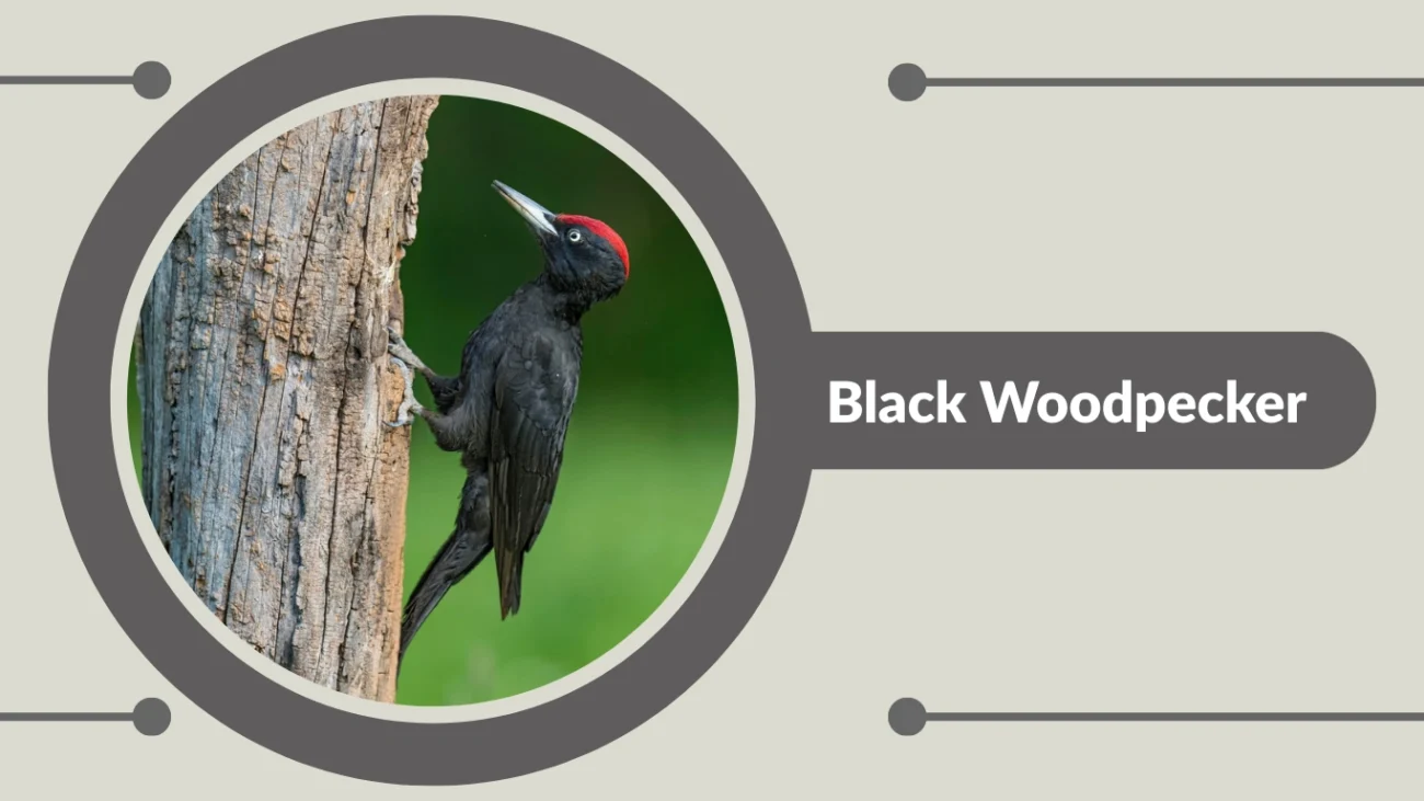 Black Woodpecker