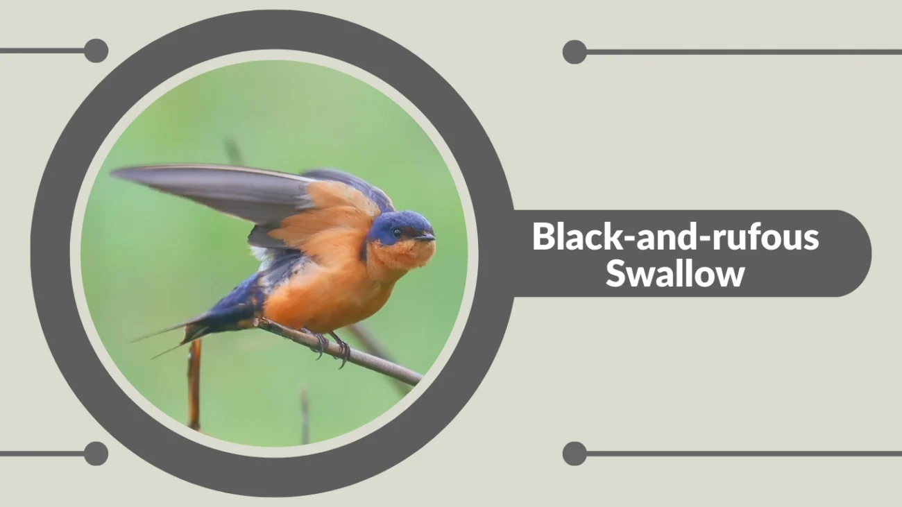 Black-and-rufous Swallow