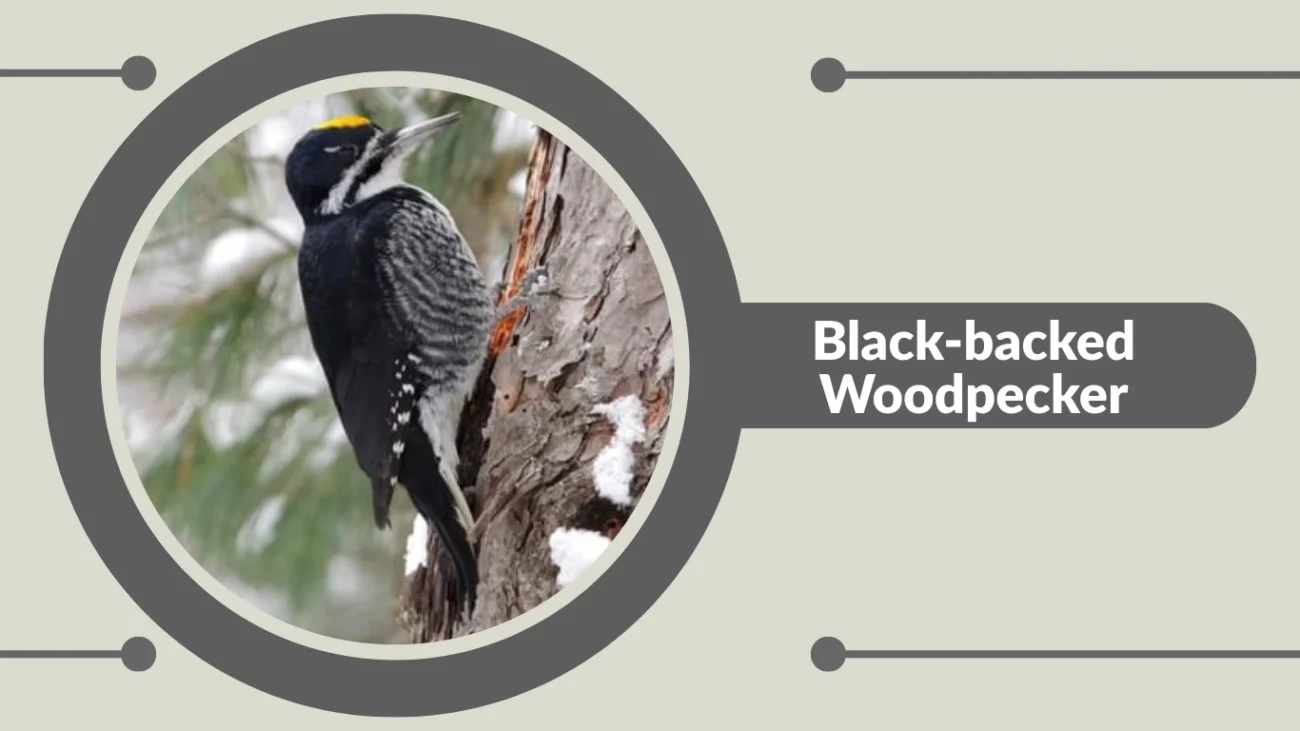 Black-backed Woodpecker
