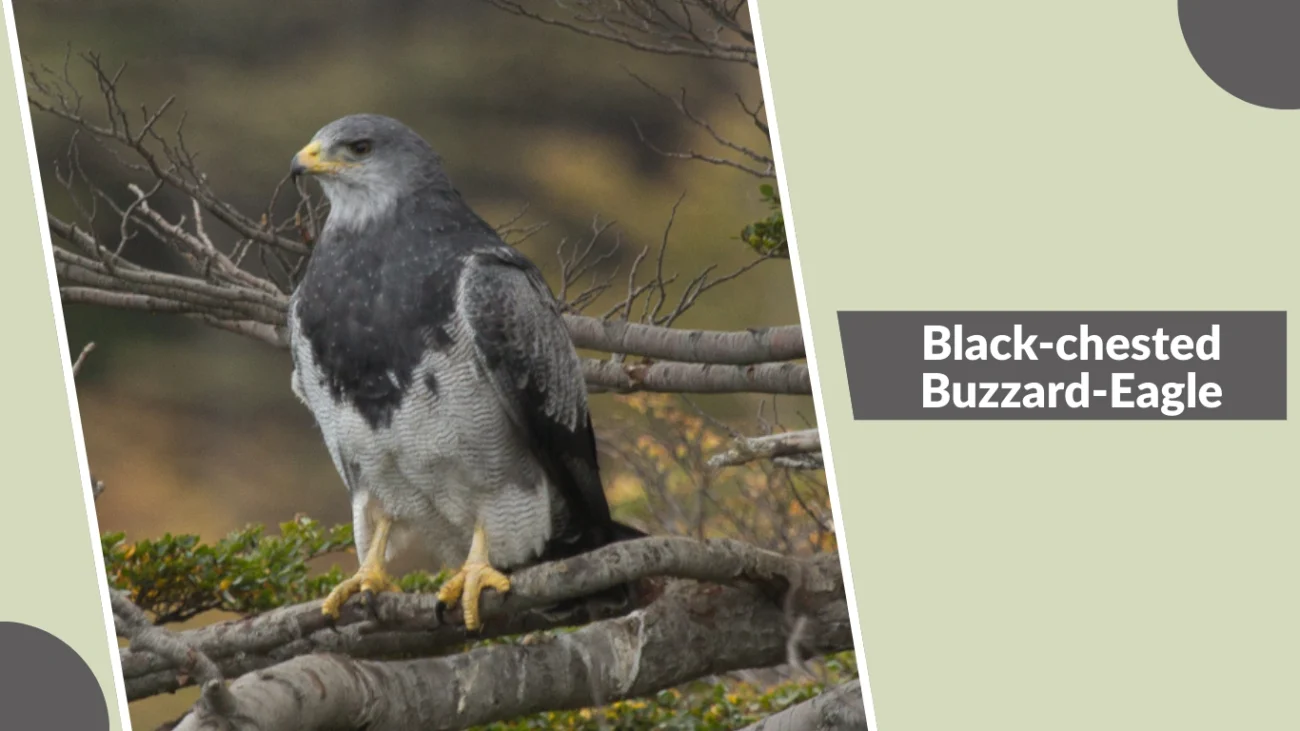 Black-chested Buzzard-Eagle