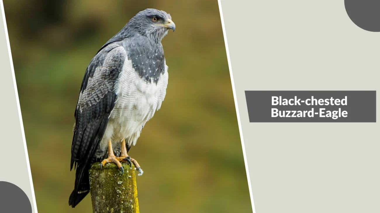 Black-chested Buzzard-Eagle